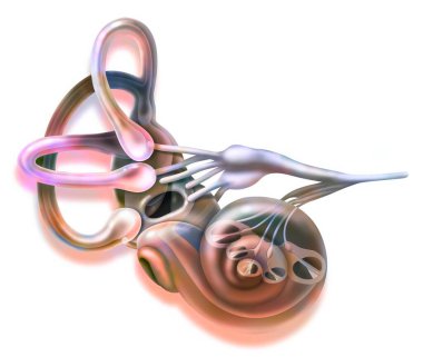 Inner ear and vestibular apparatus with semicircular canals, macule. . clipart