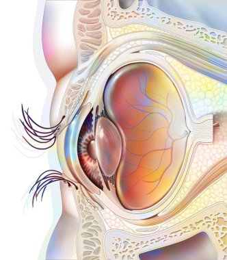 Eye anatomy and sectional eyelids with lens, retina. . clipart
