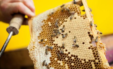 Harvesting honey from a beekeeper in France.