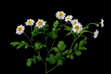 Branch of blooming chamomile (chamaemelum nobile) on black background.