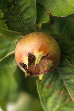 Nfle (Mespilus sp), fruit du nflier 