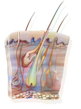 Cut of skin and a hair with the sebaceous gland. .
