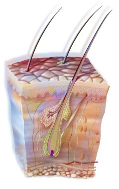 Hair in the skin with the sebaceous gland and the horripilator muscle.