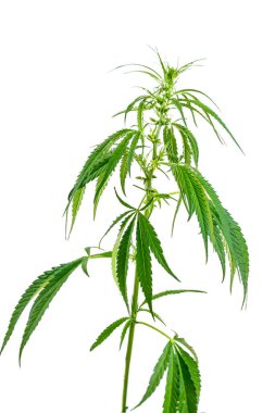 Image of a large green twig of cannabis isolated on a white background.