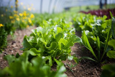 Organic farming working directly with consumers.