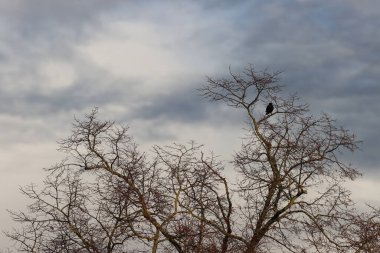 Black crow in a park in Paris, Ile de France, France.