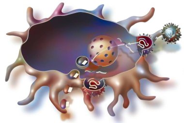 Manufacture of pieces of the AIDS virus by a macrophage following vaccination.
