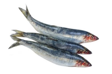 Three Fresh Herring fish isolated on white background.