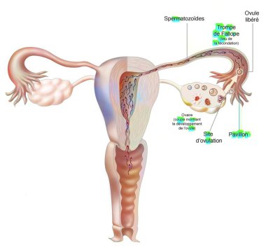 Female genitalia: ovarian cycle, ovulation and fertilization. clipart