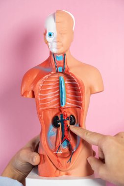 Anatomical mannequin for teaching human organs