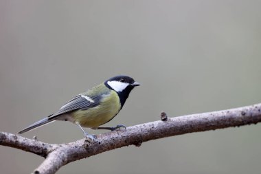 Great tit in a park in Paris, Ile de France, France.