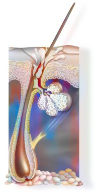 Skin: anatomy of an integument lodged deep in the dermis.