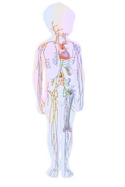 Lymphatic system in children with lymph vessels and nodes. .