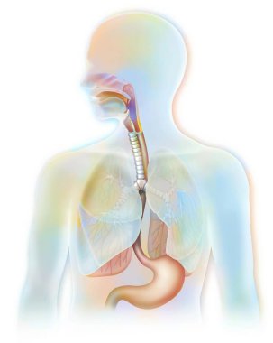 Respiratory (trachea, lungs) and digestive (esophagus, stomach).