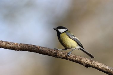 Great tit in a park in Paris, Ile de France, France.