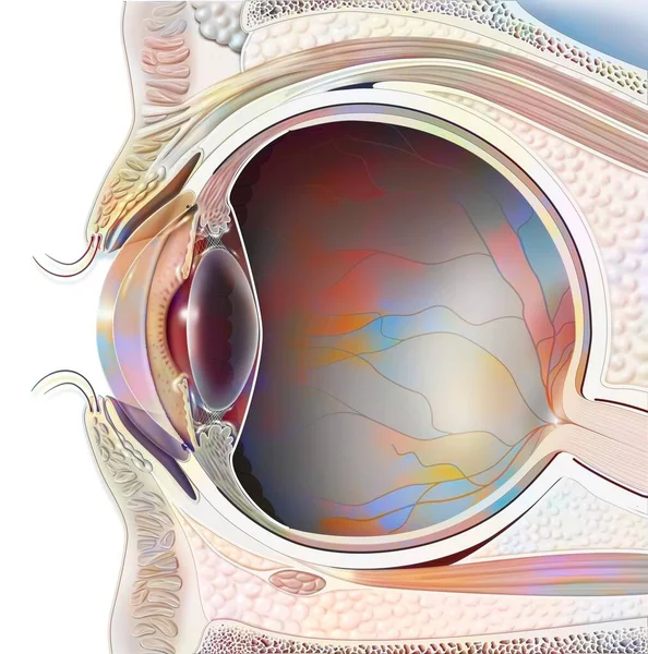 Anatomy of an eye in section showing lens, retina. .