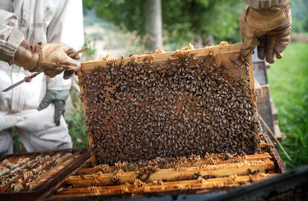 Сбор Меда Пчеловода Франции — стоковое фото