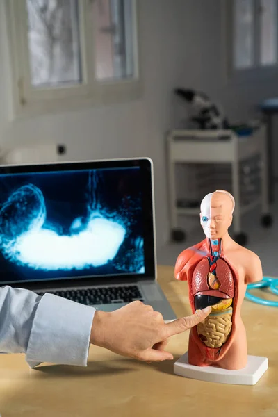 Anatomical Mannequin Teaching Human Organs — Stock fotografie