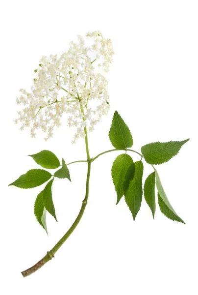 Holunderblüten Auf Weißem Hintergrund — Stockfoto