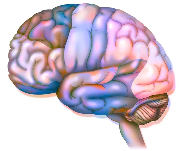 Areas Brain Prefrontal Cortex Premotor Cortex Oculomotor Cortex — Foto de Stock