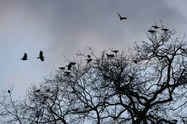 Black Crows Park Paris Ile France France — Zdjęcie stockowe
