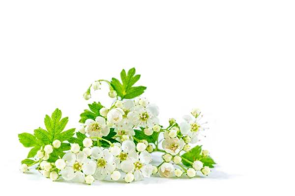 Close Isolated White Flower Stem White Background — Stockfoto