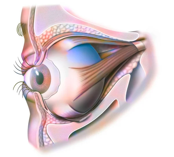 Anatomy Eye Eyelid Viewed Iris Pupil — Fotografia de Stock
