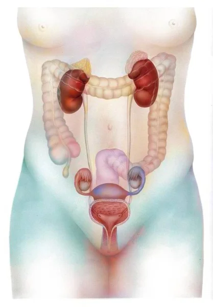 Anatomy Female Urogenital System Bladder Uterus — Fotografia de Stock
