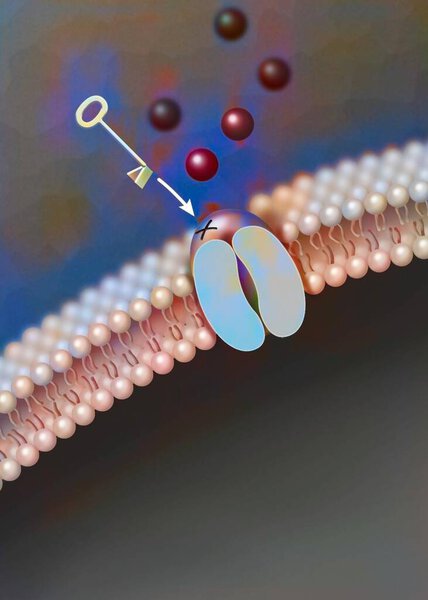Ligand-dependent ion channel: attachment of a particular molecule causes the channel to open.