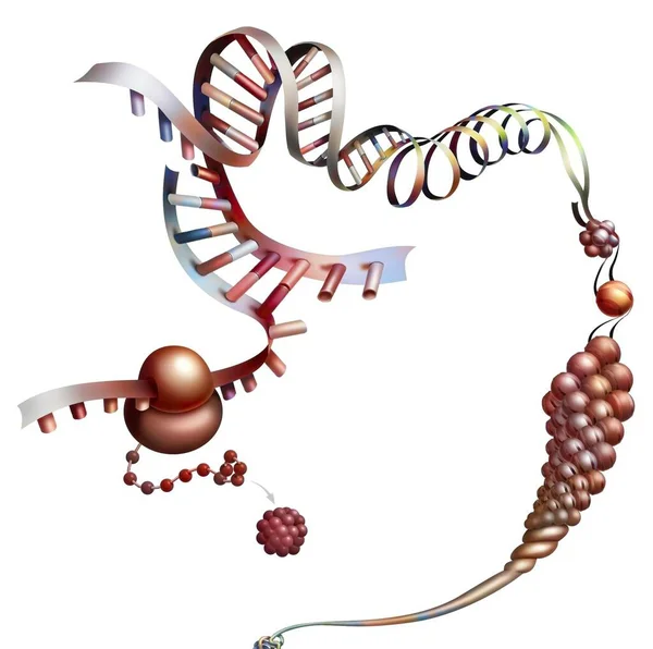 Detail Representing Synthesis Protein Messenger Rna — Stock fotografie