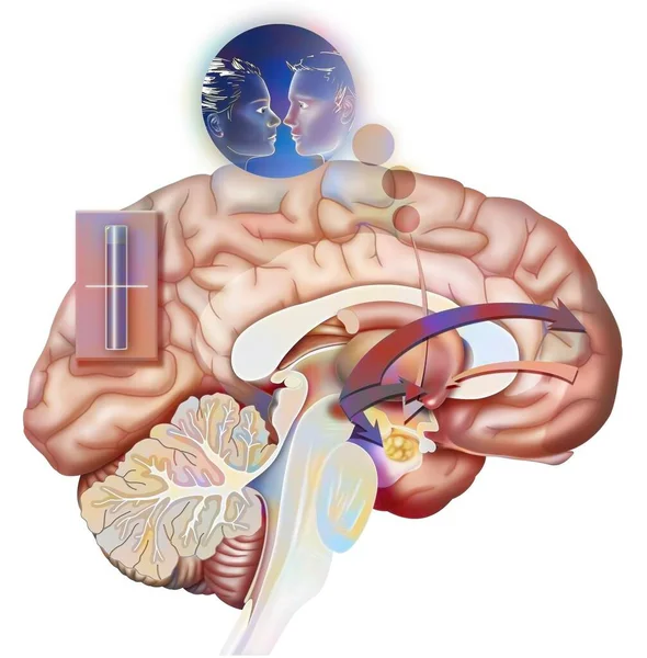 Desire Rupture State Reaction Brain One Love — Stock Photo, Image