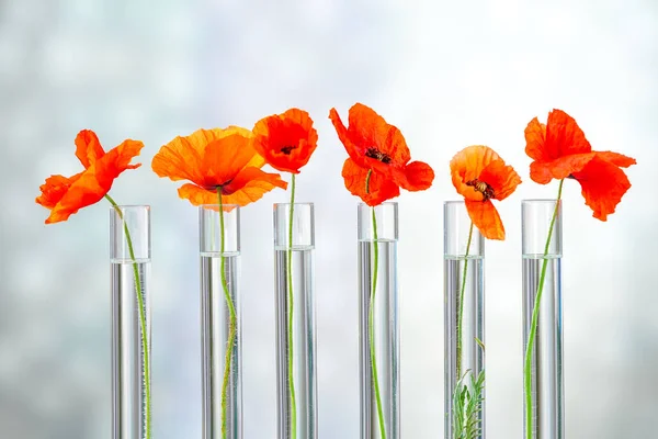 Poppies Test Tube Herbal Medicine Medicinal Research — Foto Stock