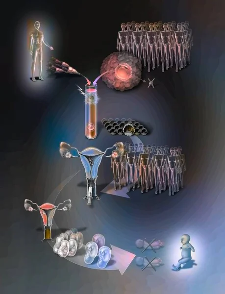 Cloning Experience Allowing Obtain Single Viable Baby Large Number Oocyte — Fotografia de Stock