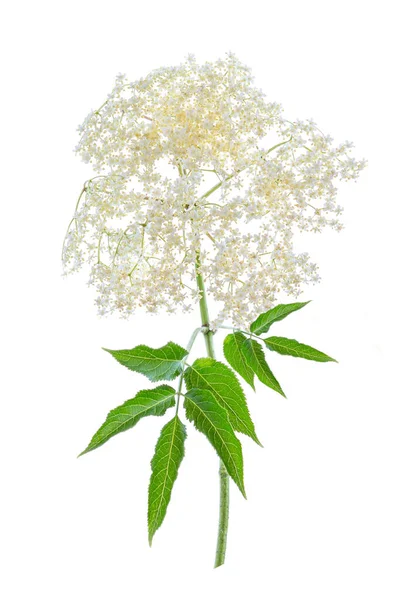 Close Stem Elderflower Flowers Medicinal Plant Isolated White Background — Stockfoto