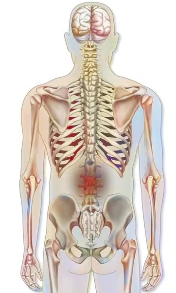 Костная Система Скелет Человека Представлением Поясничной Боли — стоковое фото