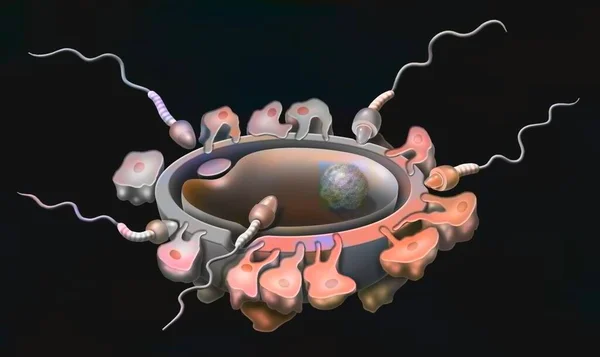 Fertilization Penetration Single Sperm Oocyte — Photo