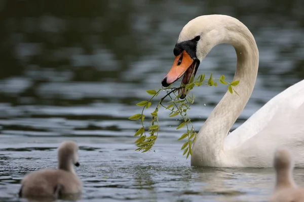 Mute Swan Park Paris Ile France France — Stock fotografie