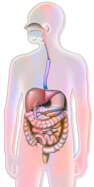 Digestive System Pancreas Esophagus Stomach Duodenum — Foto Stock