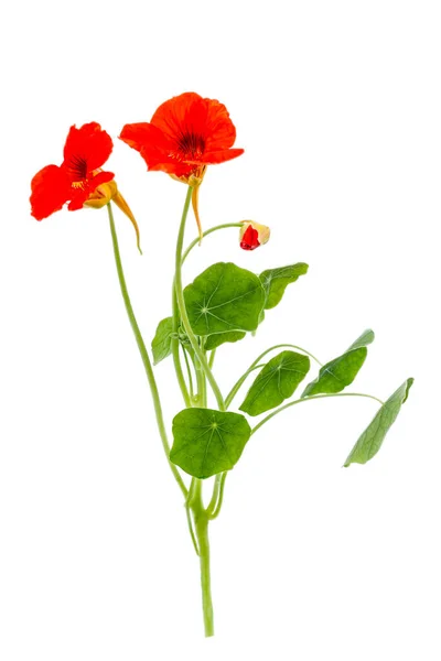 Nasturtium Flowers Tropaeolum Leaves White Background — 图库照片