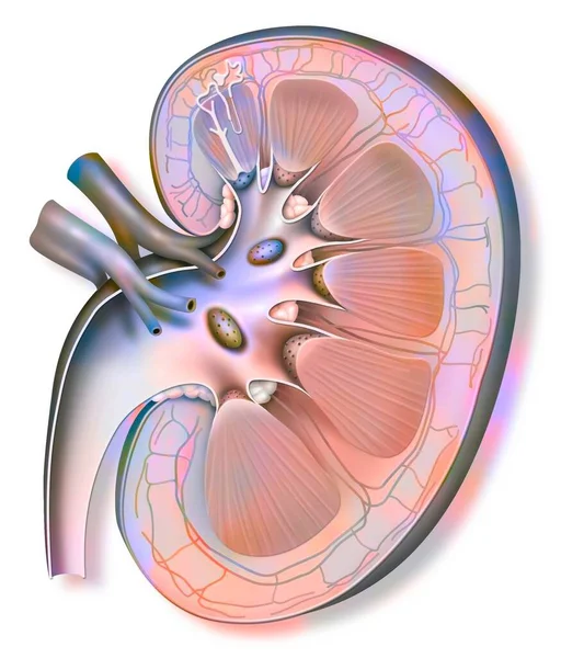 Kidney Left Ureter Nephron Enlarged Size — Stock Photo, Image