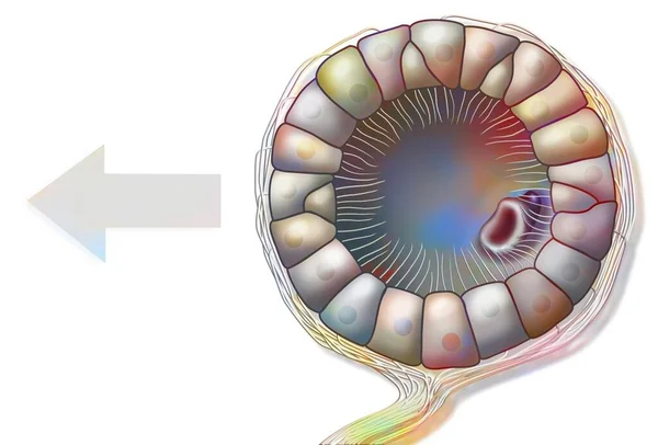 Statocysts Squid Organ Allowing Located Underwater Space — ストック写真