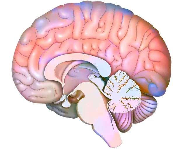 Медіана Сагітальна Ділянка Мозку Мозком Початком Мозку — стокове фото