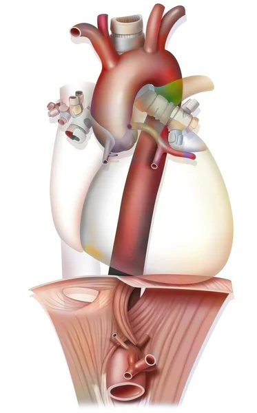 Anatomy Thoracic Aorta Crossing Diaphragm — Stockfoto
