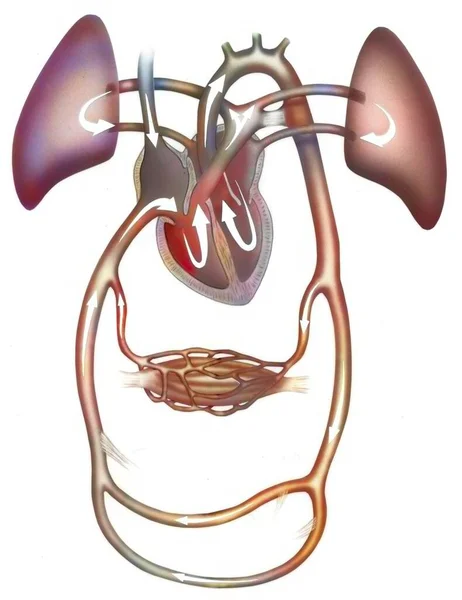 Oxygenation Newborn Few Months Birth — 图库照片