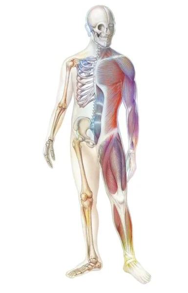 Skeleton Muscular System Human Body —  Fotos de Stock