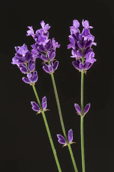 Lavender Close View — Stockfoto