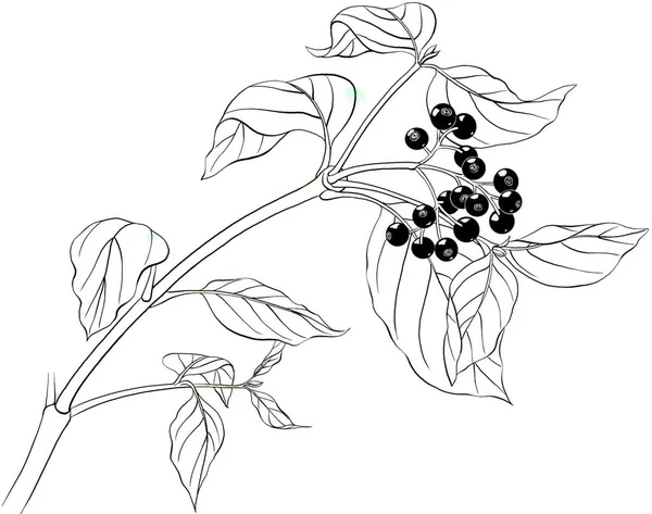 Плоды Крови Собачьей Древесины Cornus Sanguinea Белом Фоне — стоковое фото