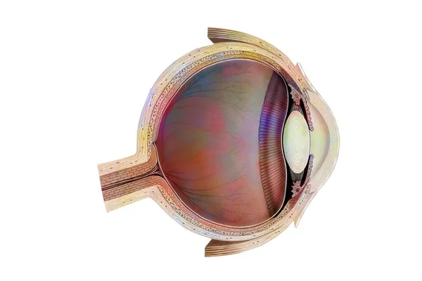 Cross Section Eye Showing Crystalline Anterior Chamber Retina — Zdjęcie stockowe