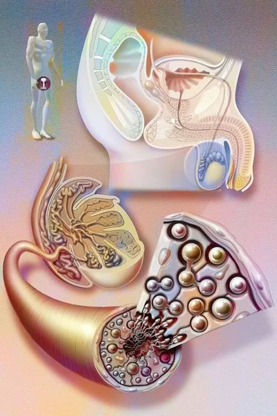 Male Genitalia Sectional Enlargement Testis Seminiferous Tube Sertoli Cells — ストック写真