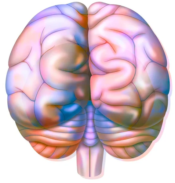 The occipital lobes of the brain in posterior view.